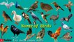 Name of Birds _Birds Name Hindi & English language _Birds name english
