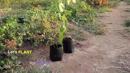 4 Best Matches Art Chain Reaction Domino Effect(360P)