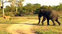 Elephant vs Lion,  Mother Elephant, Protects Her ,Baby From Lion, Hunting But Fail , Strongest Big Cat