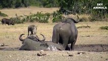 Epic Battle Of, Lion Vs Buffalo,  Mother Buffalo, Save Newborn ,Buffalo From ,3 King Lions Destroy