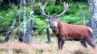 Top 10 Animal Horns You Won’t Believe Exist - Top 10 Animals With Longest Horns -