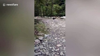 Chinese villager comes face-to-face with wild panda at river crossing in China