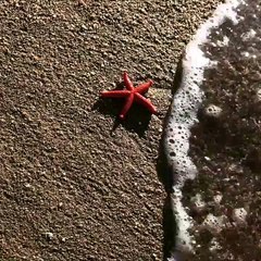 Μάκης Παντζόπουλος: Ο αγαπημένος αστερίας της Μαρίνας