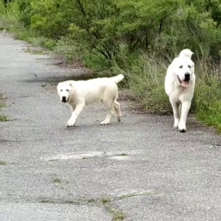 ALABAY COBAN KOPEGi ve YAVRUSU - ALABAi SHEPHERD DOG and PUPPY