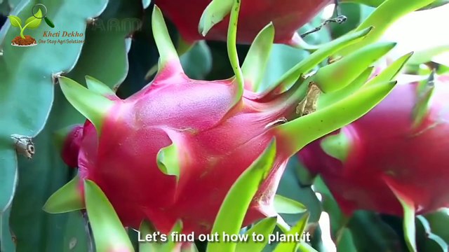 Dragon fruit Farming and Harvest - Dragon fruit Processing and Packaging | ड्रैगन फ्रूट से लाखों कमाने की जानकारी