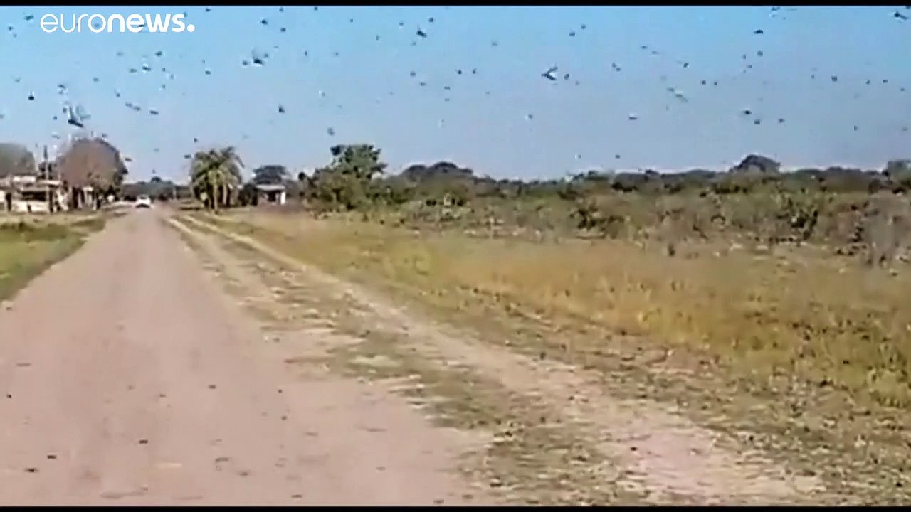 Argentinien: Heuschrecken fressen alles auf