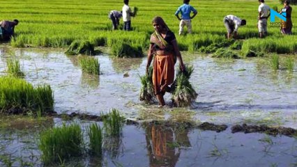 Monsoon covers entire country, 12 days in advance: IMD