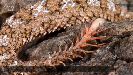 Nightmarish Snake Has a Spider for a Tail to Lure Prey