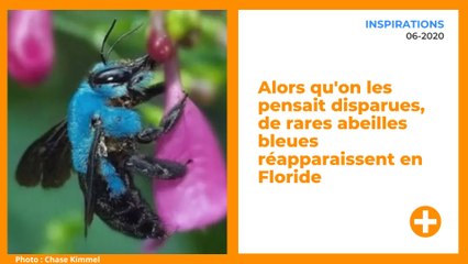 Alors qu'on les pensait disparues, de rares abeilles bleues réapparaissent en Floride
