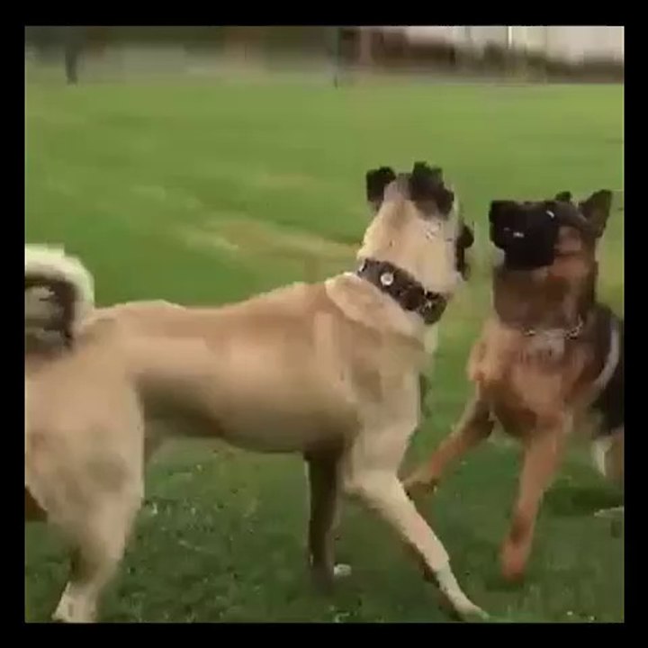 ALMAN COBAN KOPEGi ve SiVAS KANGAL KOPEGi SABAH ANTREMANI - GERMAN SHEPHERD DOG and SiVAS KANGAL DOG EXERCiSE