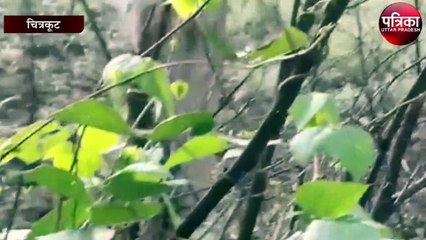Chitrakoot: रात भर टिड्डी दल के खिलाफ चला ऑपरेशन दल के ज़द में अभी भी कई इलाके