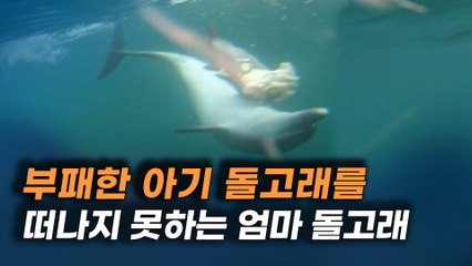 죽은 새끼 돌고래 곁을 떠나지 못하고 2주 넘게 업고 다닌 어미 돌고래 [뉴스터]