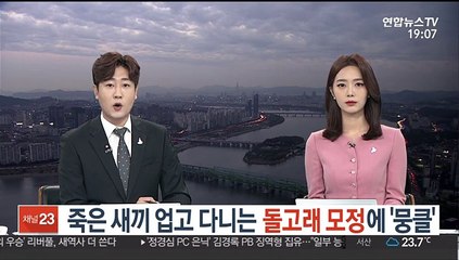 죽은 새끼 업고 다니는 돌고래 모정에 '뭉클'