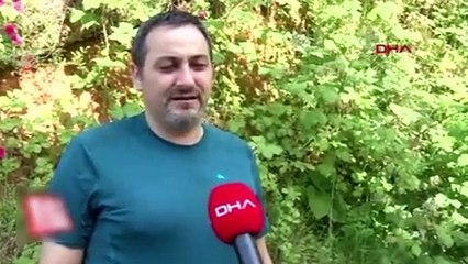 Karadeniz'de 'vampir kelebek' kabusu geri döndü.