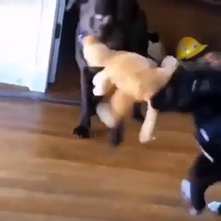 dogs fighting for teddy