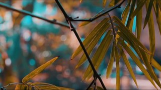 A Nature Film - by Prantik Das - Cinematic Video - Nikon D3400 - Amazing Nature - 2K18