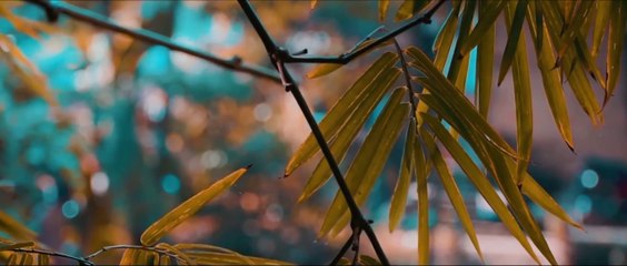 A Nature Film - by Prantik Das - Cinematic Video - Nikon D3400 - Amazing Nature - 2K18