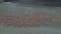 Thousands of pink flamingos flock together to shelter against bad weather in India