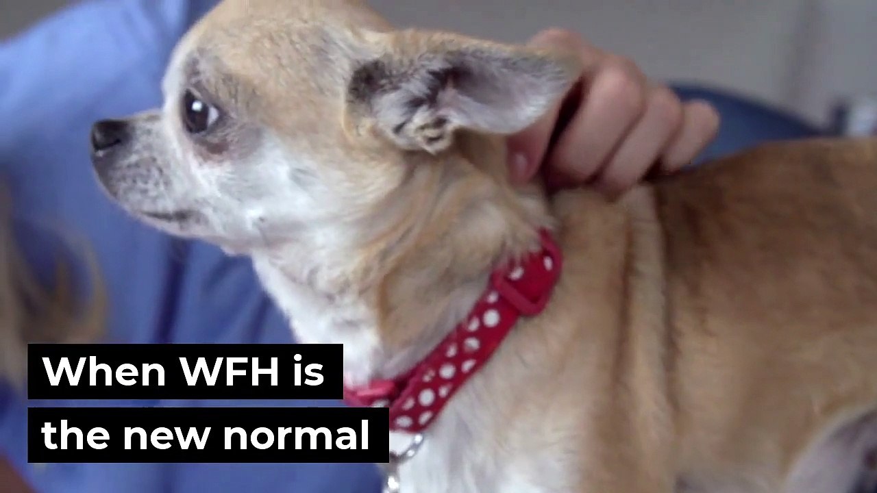 Celebrate Take Your Dog To Work Day _ Dog Love _ Quarantine _ Seed Comapnies _ Jam Jam Group