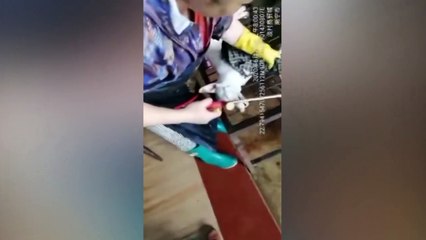 Weniger Appetit auf Hundefleisch wegen Coronavirus-Pandemie?