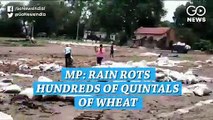 मध्यप्रदेश: सैकड़ों क्विंटल गेंहू सड़ कर अंकुरित हो गया