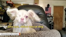 This One-Eyed, Albino Rescue Dog