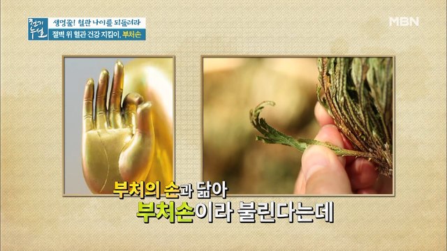 혈관 건강 지켜주는 귀한 약초! ♥부처손♥