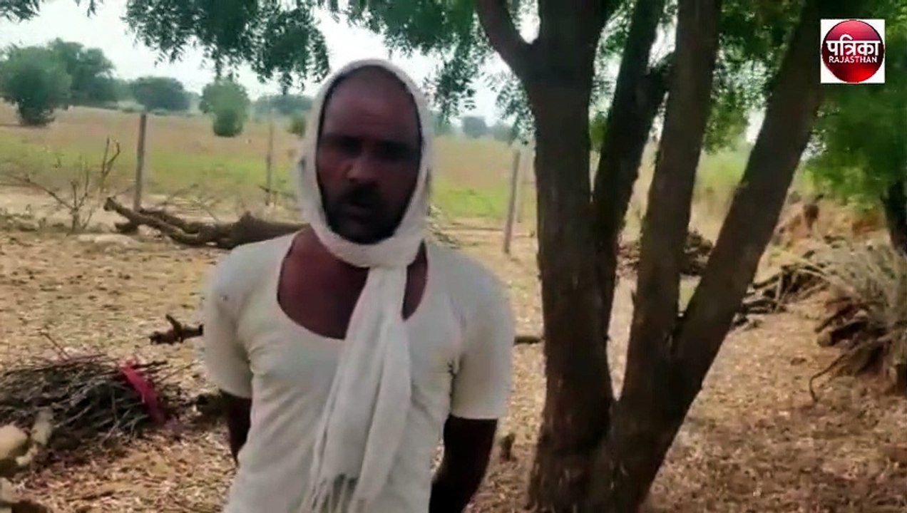 टिड्डी दल का फसलों व पेड़ों पर अटैक