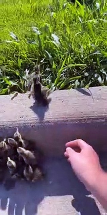 Ducklings Get Curbside Pickup