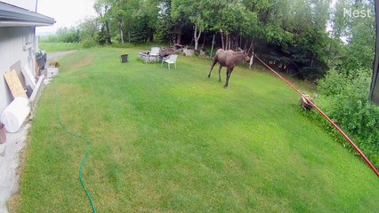 Musically Talented Moose Playing With Wind Chimes