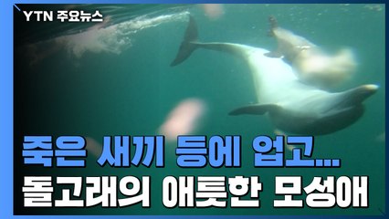죽은 새끼 업고 다니는 돌고래의 '애틋한 모성애' / YTN