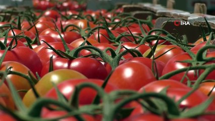 Bozkır topraklar, seracılıkla hayat buluyor