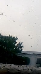 Tiddio ka jabardast akraman in Gorakhpur Uttar Pradesh India