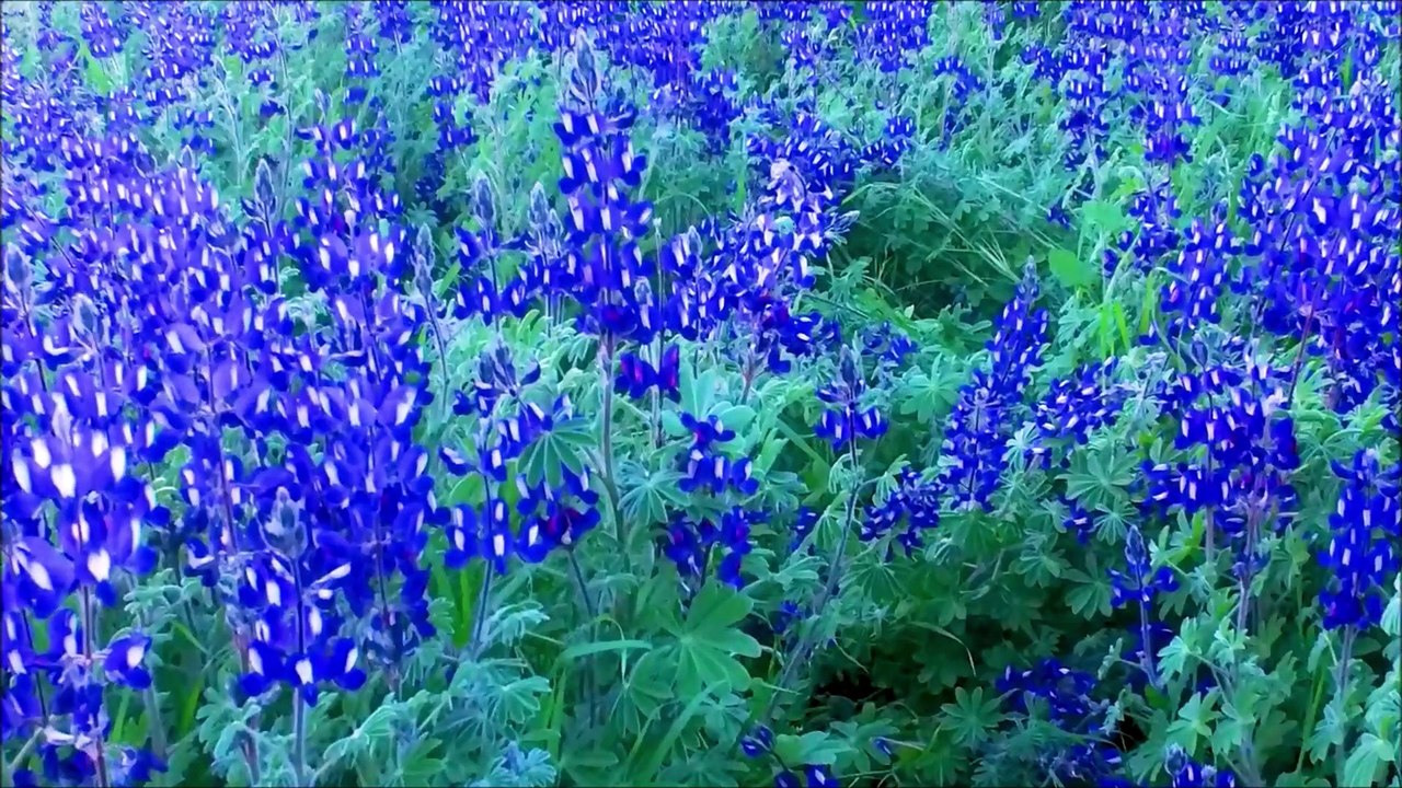 Rezemos juntos a oração de Nossa Senhora do Perpetuo Socorro