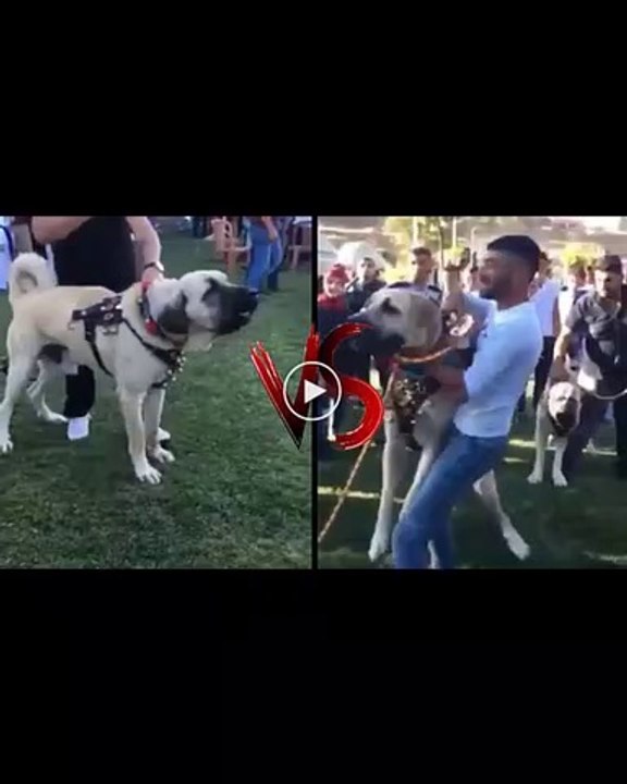 ANADOLU COBAN KOPEKLERi ATISMA vs - ANATOLiAN SHEPHERD DOG vs
