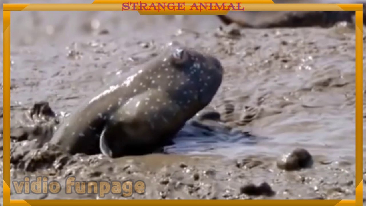 Strange  Animal