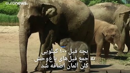 بچه فیل ۱۰۰ کیلویی به جمع فیل‌های باغ‌وحش  کلن اضافه شد