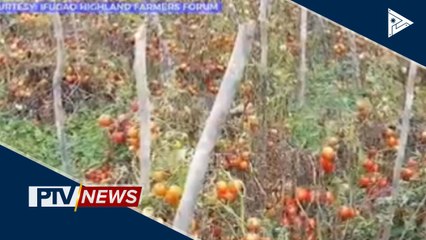 Kamatis sa Asipulo, Ifugao, may oversupply