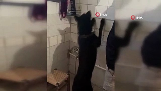 Duvarın içine gizlenmiş uyuşturucuyu narkotik köpeği buldu