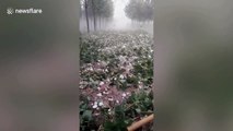 Egg-sized hailstones damage crops and cars in northern China