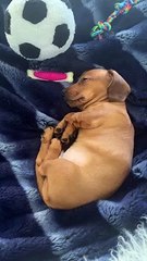 Puppy Has Strange Sounding Hiccups