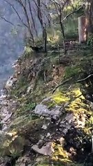 Lyrebird Imitating the Calls of Others