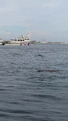 Rattlesnake Swims at the Beach