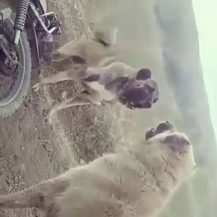ANADOLU COBAN KOPEKLERi ATISMA - ANATOLiAN SHEPHERD DOG VS