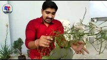 Shatavari plant || Uses of Shatavari plant in daily life || Asparagus racemosus plant