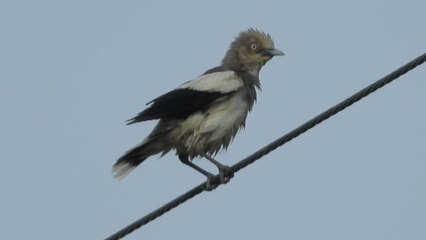 희귀 철새 '잿빛쇠찌르레기' 제주 번식 첫 확인 / YTN