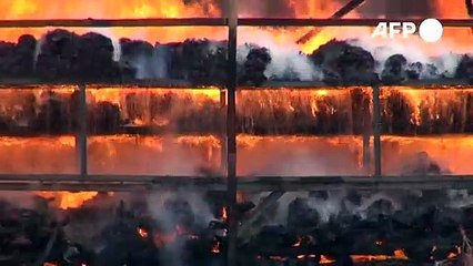 Myanmar und Thailand: Drogen in Milliardenhöhe verbrannt