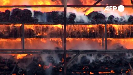 Myanmar und Thailand: Drogen in Milliardenhöhe verbrannt