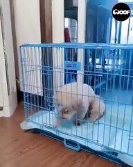 Ce chien intelligent sait gérer la canicule