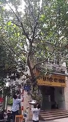 Drame évité de peu à cause d'un gros fruit dans un arbre